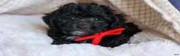 Bichpoo dogs for sale: NOEL - Ad 10