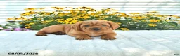 Mini Hippo dogs for sale: Buddy - Ad 3