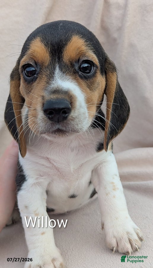 Beagle dogs Willow - Ad 3