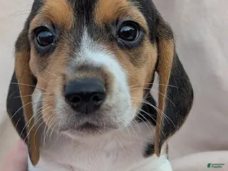 Beagle dogs Willow - Ad 3
