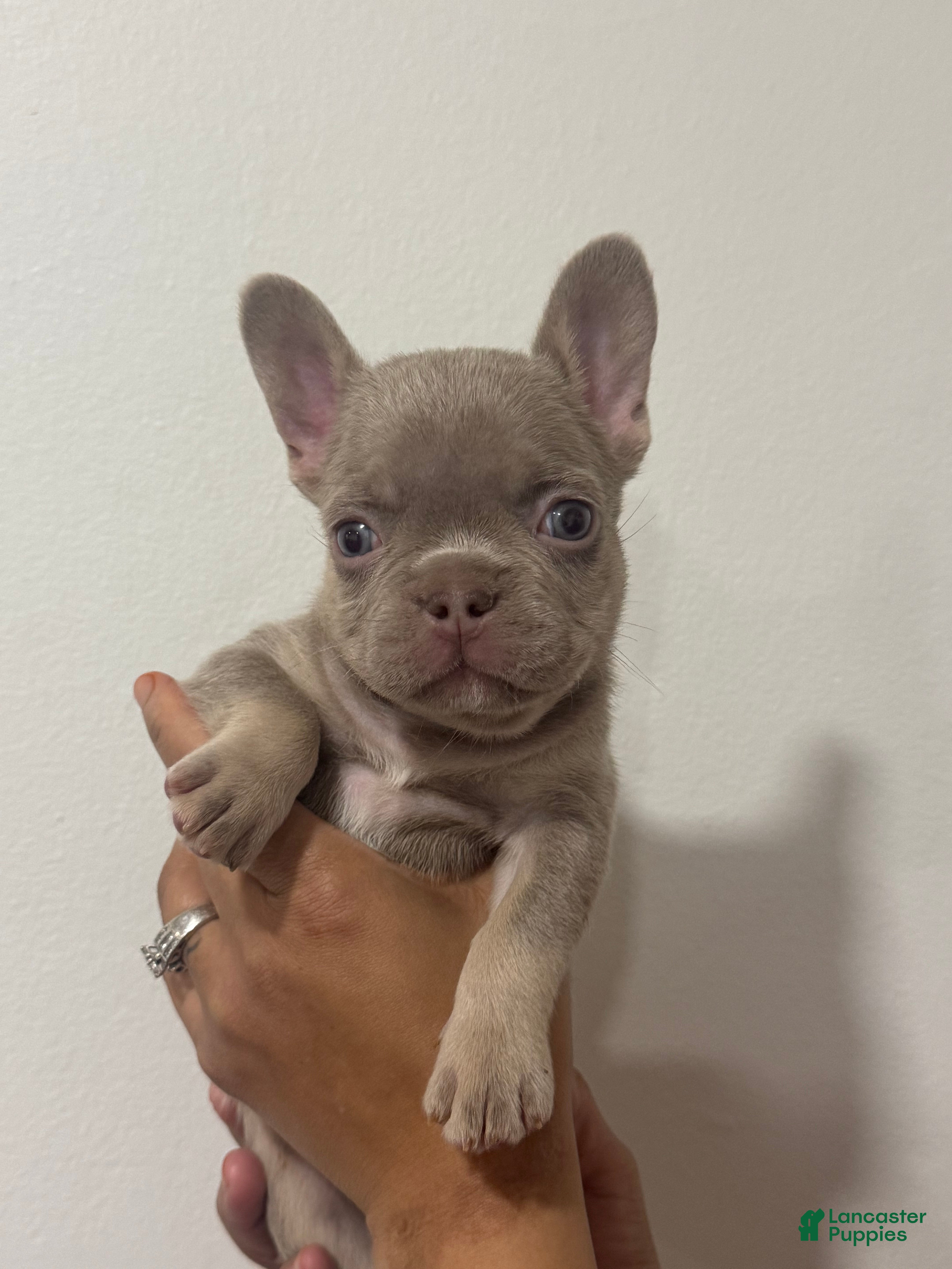 French Bulldog dogs Ari - Ad 26