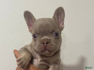 French Bulldog dogs Ari - Ad 26