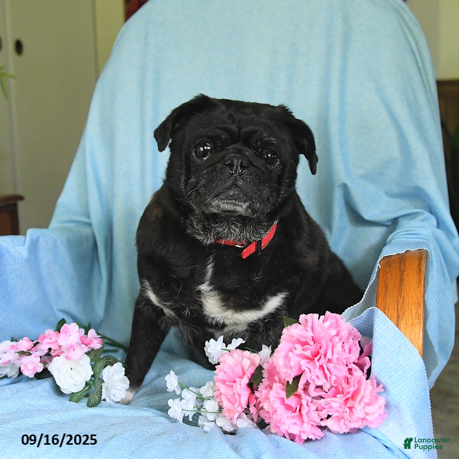 Pug dogs Jet Star - Ad 2