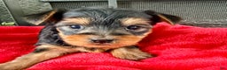 Yorkshire Terrier dogs for sale: Felix - Ad 3