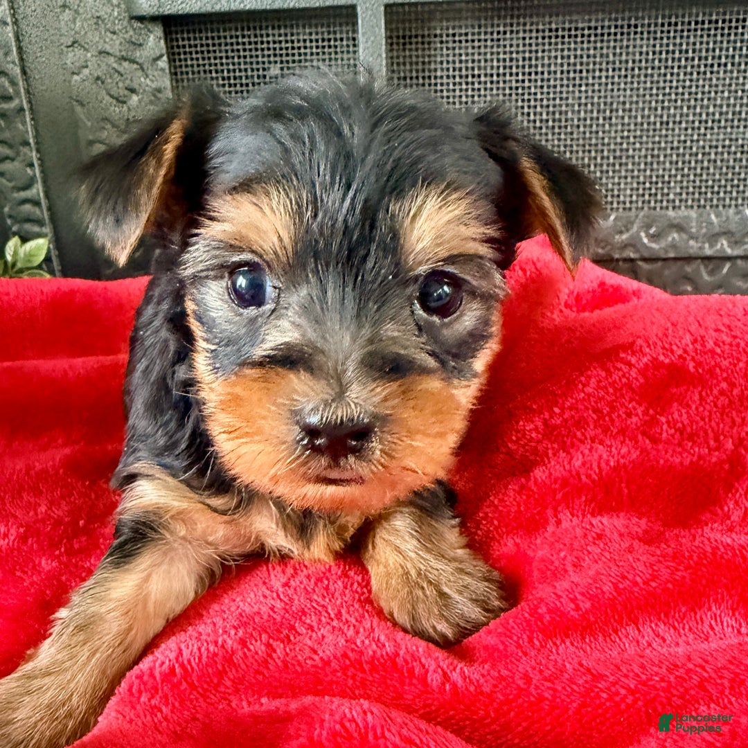 Yorkshire Terrier dogs for sale: Felix - Ad 3