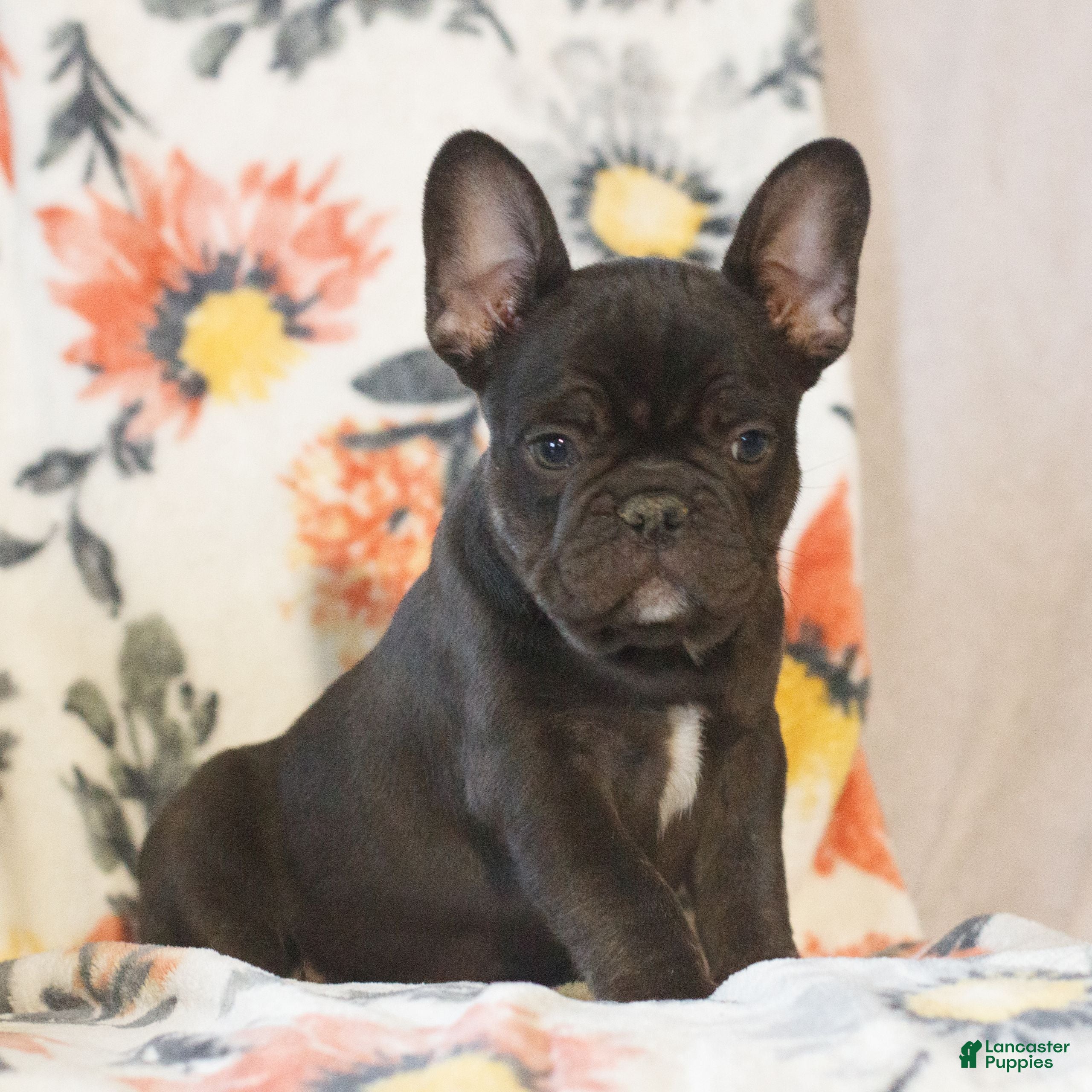 French Bulldog dogs Caleb  - Ad 2