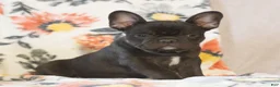 French Bulldog dogs for sale: Caleb  - Ad 2