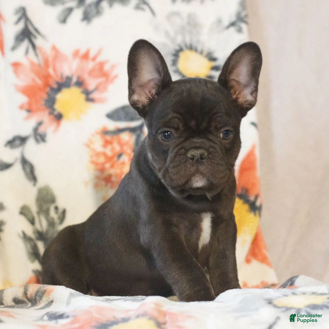 French Bulldog dogs for sale: Caleb  - Ad 2