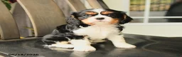 Cavalier King Charles Spaniel dogs for sale: Scotty - Ad 2