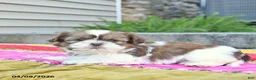 Shih Tzu dogs for sale: Blossom  - Ad 4