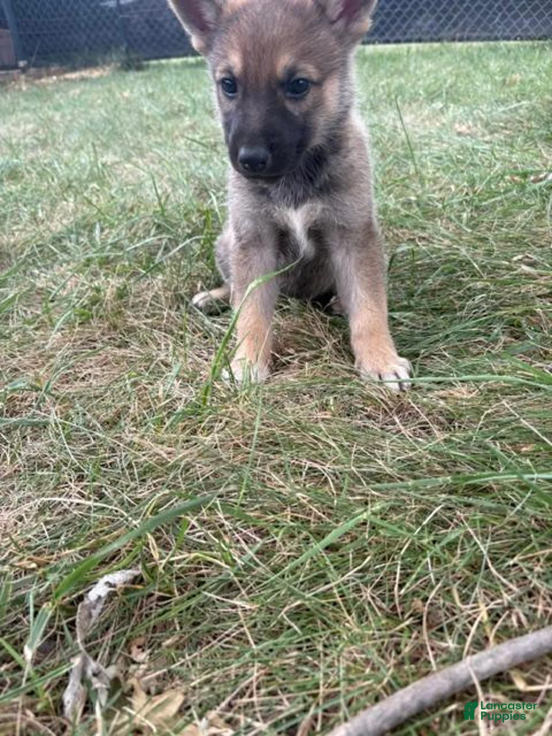 Mixed Breed dogs for sale: Mixed Breed 6 - Ad 5