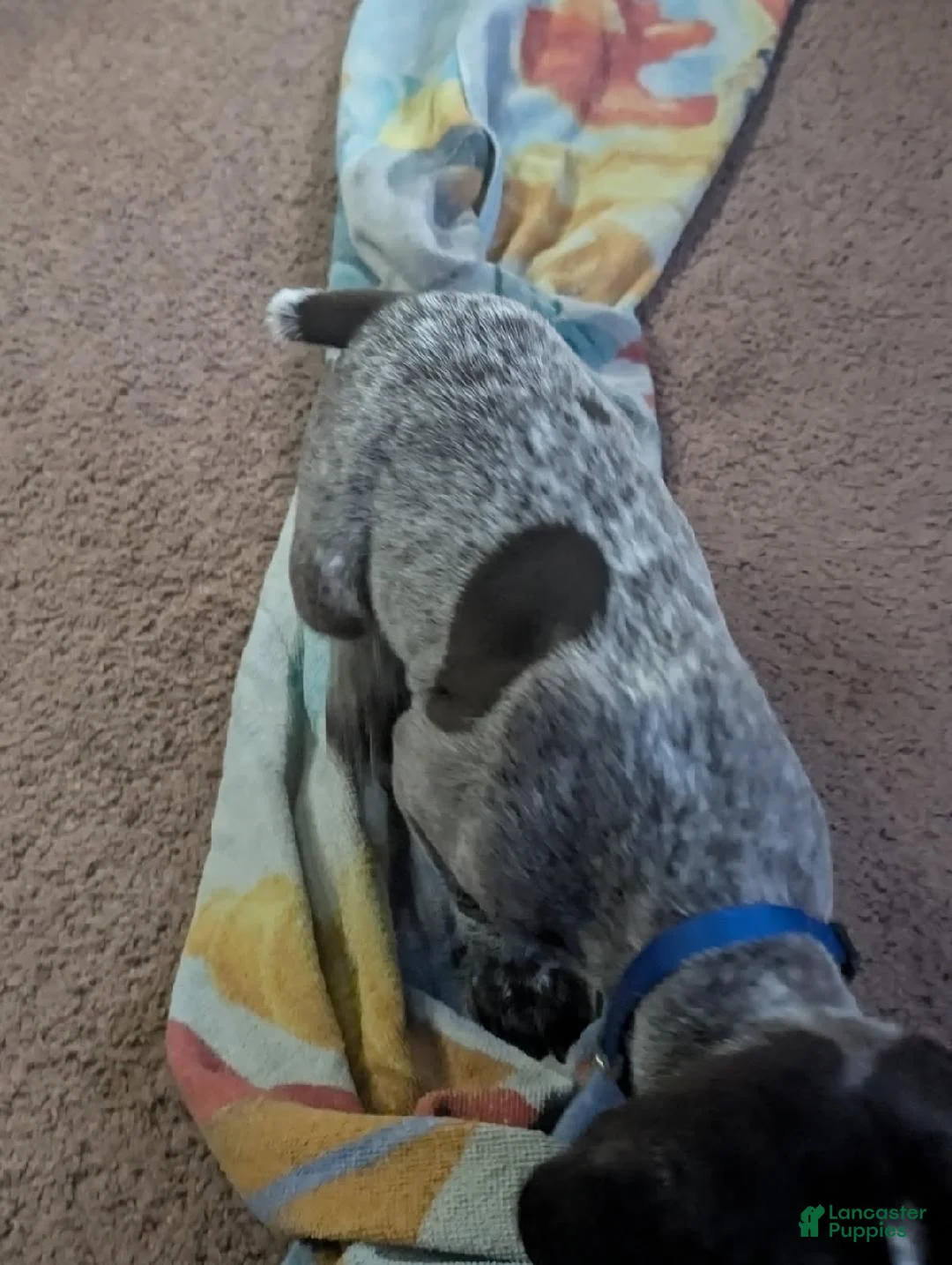 German Shorthaired Pointer dogs for sale: German Shorthaired Pointer Puppy 1 - Ad 2