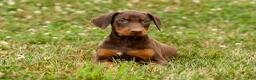 Doberman Pinscher dogs for sale: DIXIE - Ad 12