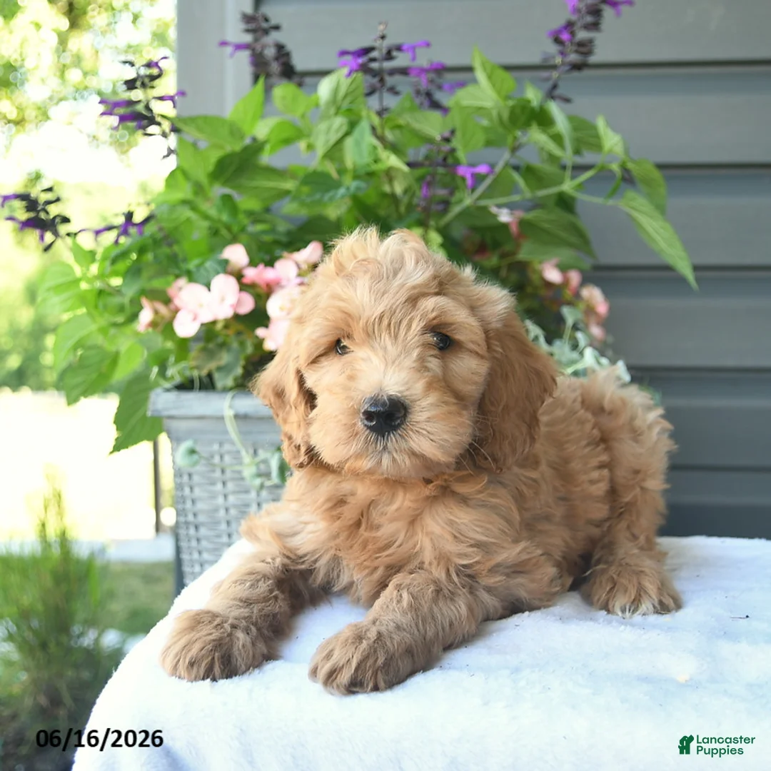 Mini Goldendoodle dogs for sale: Brownie  - Ad 3