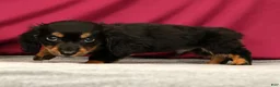 Miniature Dachshund dogs for sale: Skittles - Ad 5