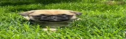 Pug dogs for sale: Mai - Ad 2