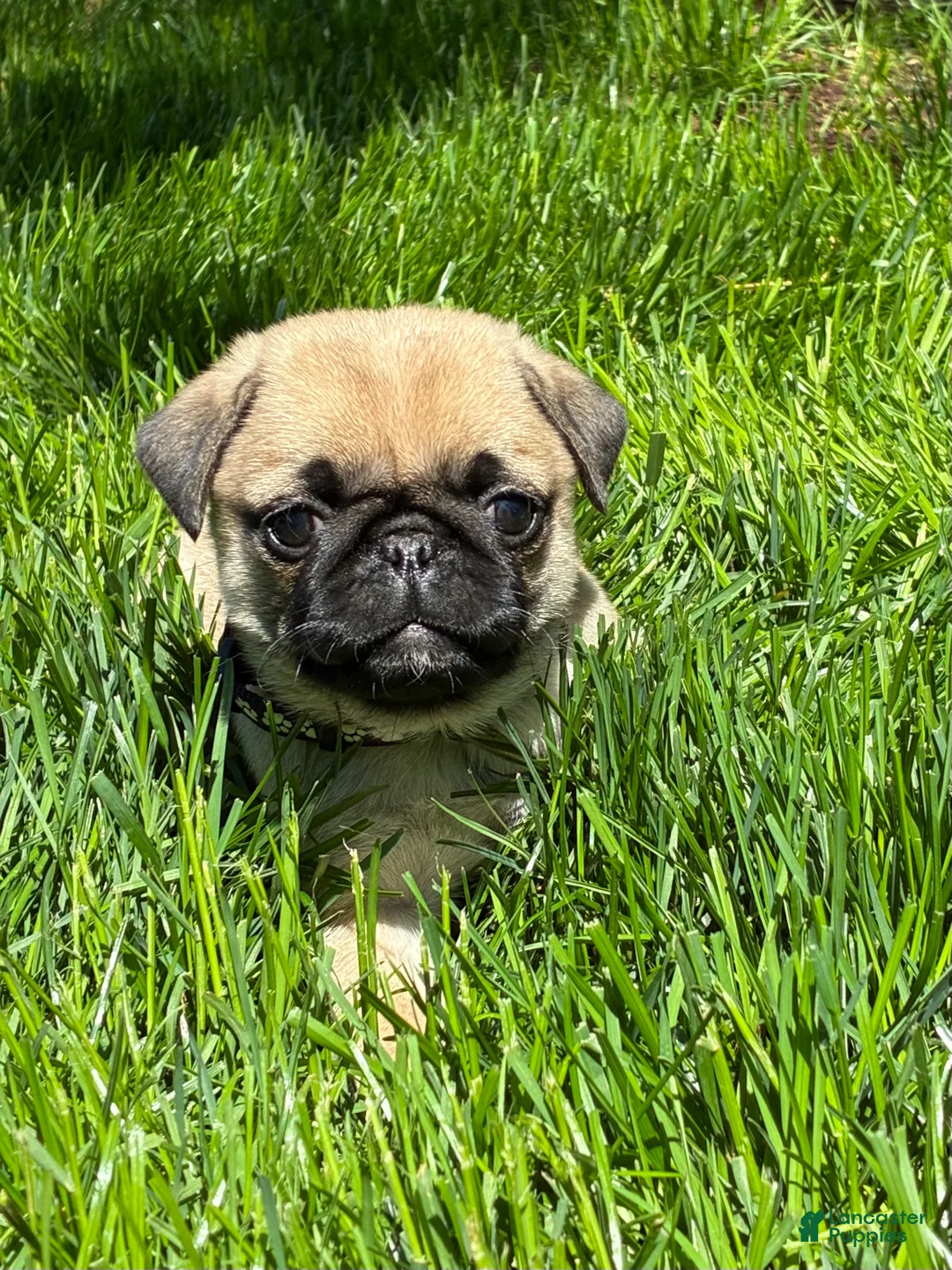 Pug dogs for sale: Mai - Ad 2