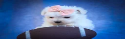 Maltese dogs for sale: Melodie 💕  - Ad 9