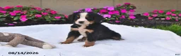 Bernese Mountain Dog dogs for sale: Quinn - Ad 5