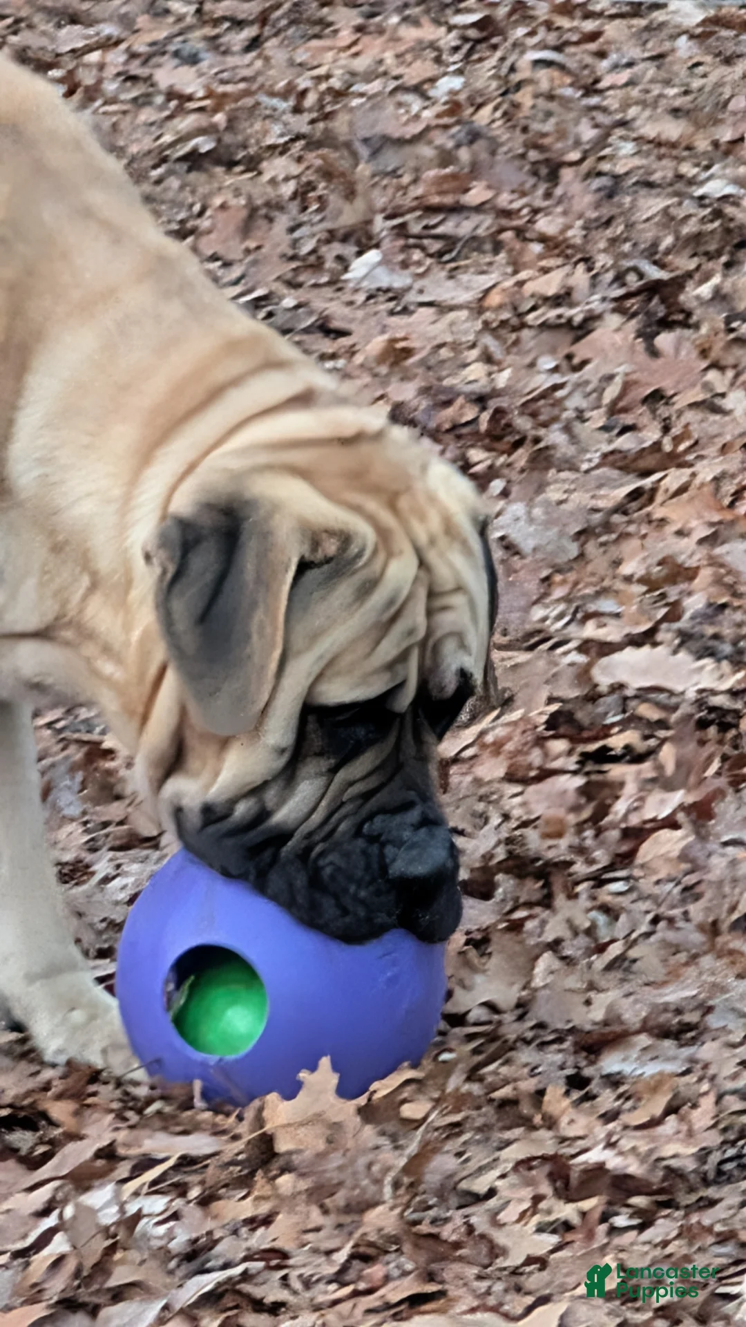 English Mastiff dogs for stud: Sadler's Squire-at-Arms - Ad 8