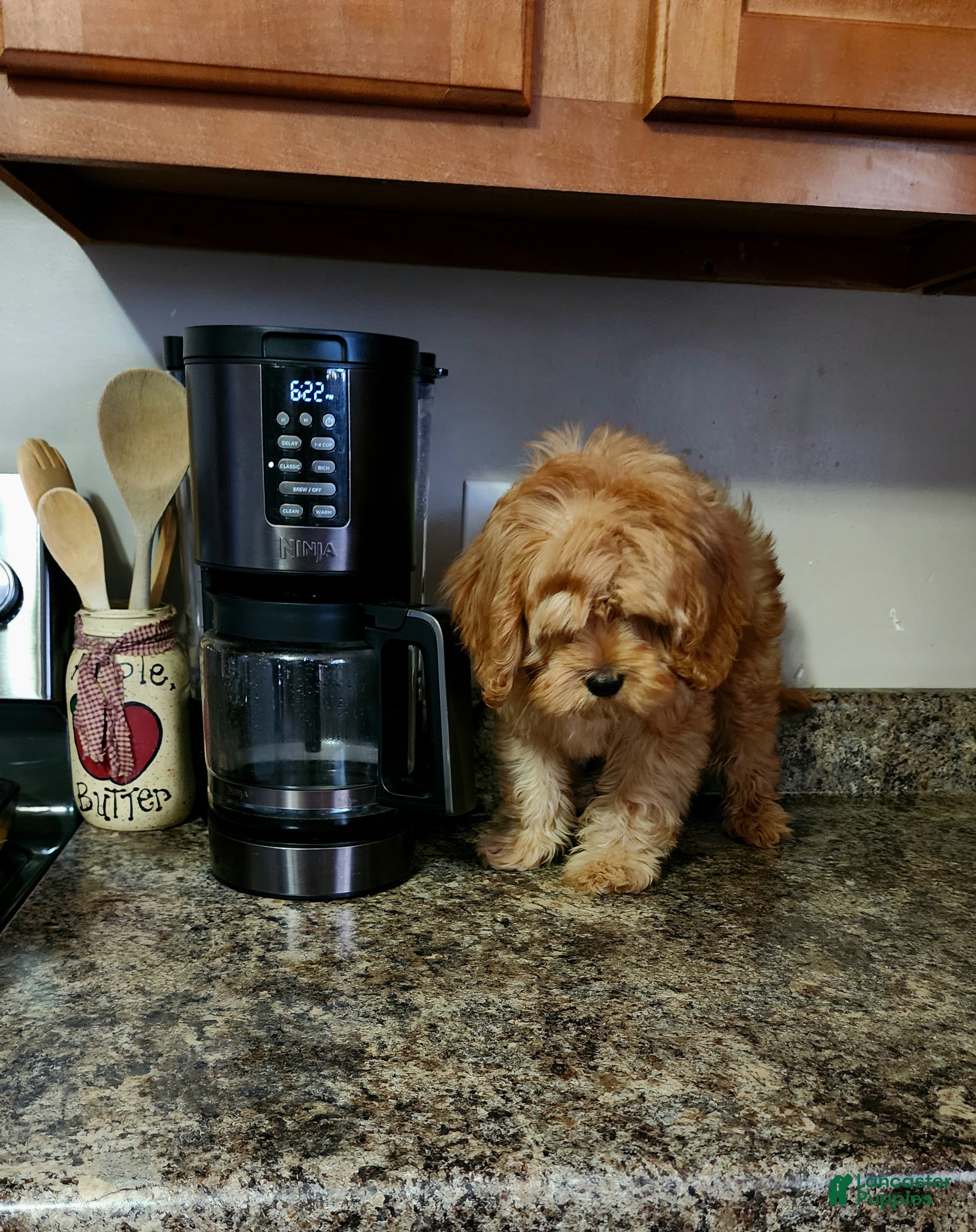 Cavapoo dogs Hershey - Ad 2