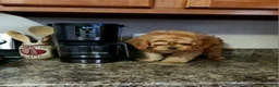 Cavapoo dogs for sale: Hershey - Ad 6