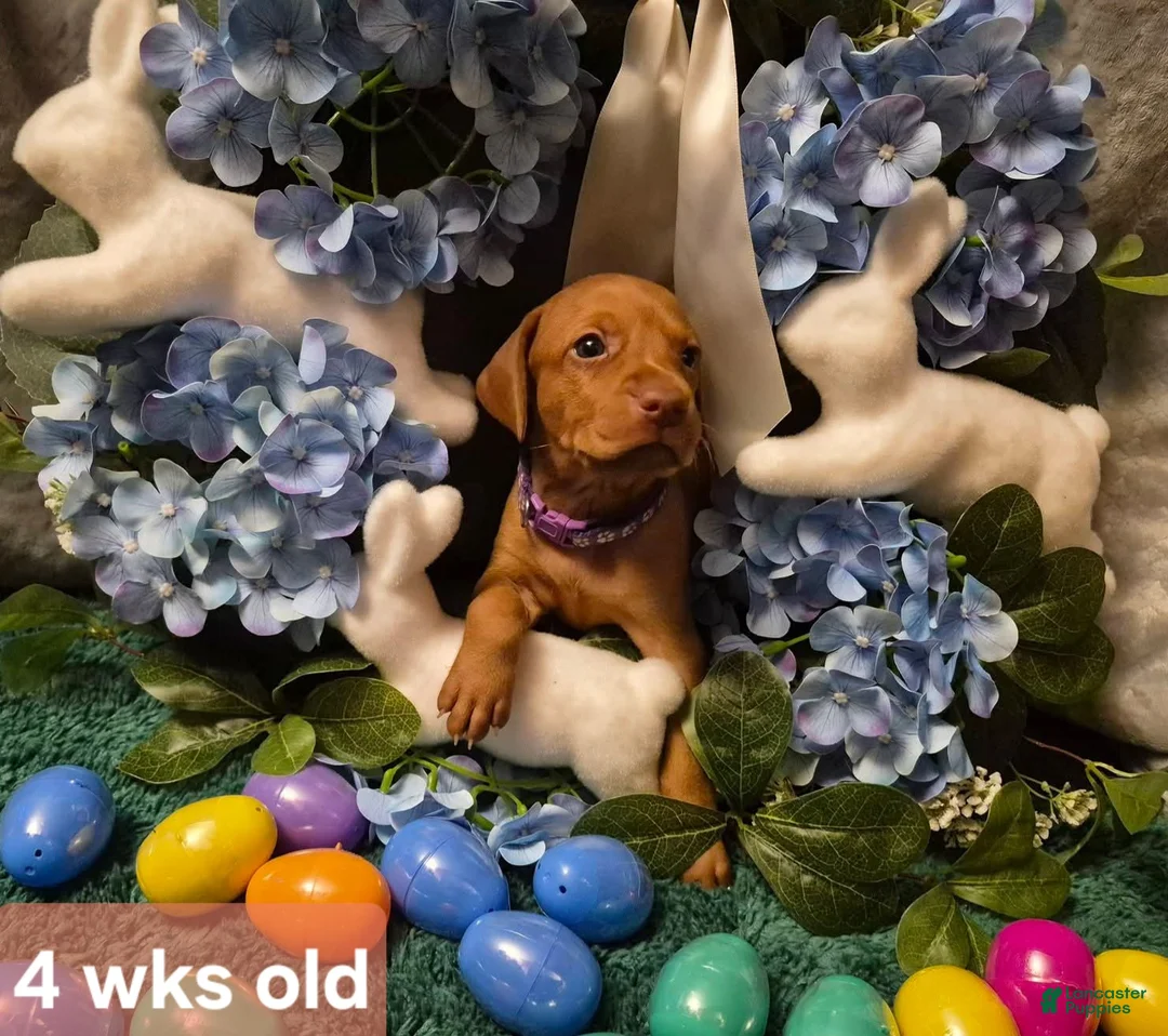 Vizsla dogs for sale: Purple Collar - Ad 1