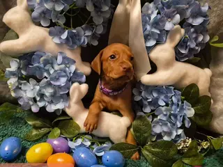 Vizsla dogs Purple Collar - Ad 6