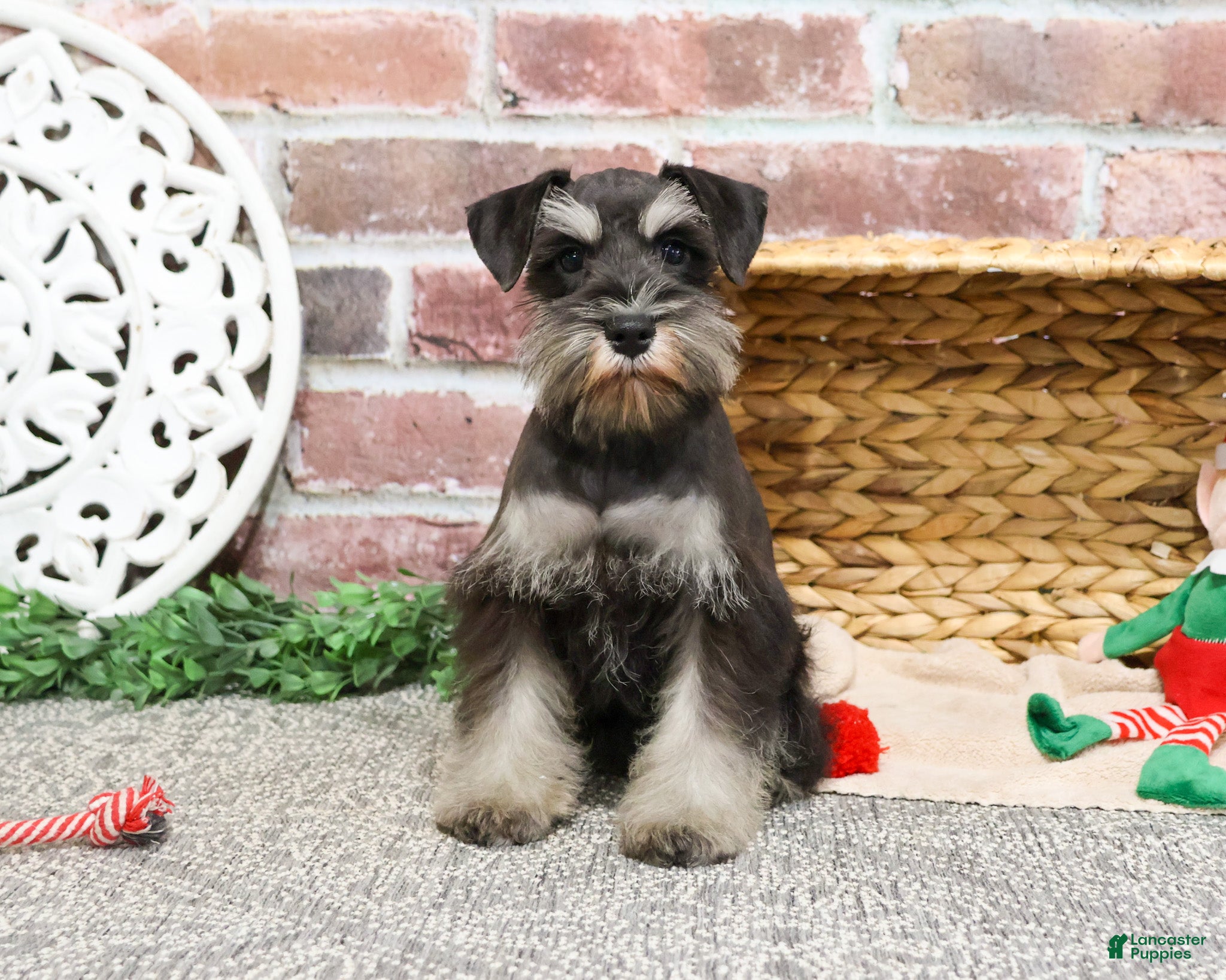 Miniature Schnauzer dogs Zahara - Ad 30