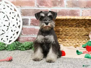 Miniature Schnauzer dogs Zahara - Ad 28
