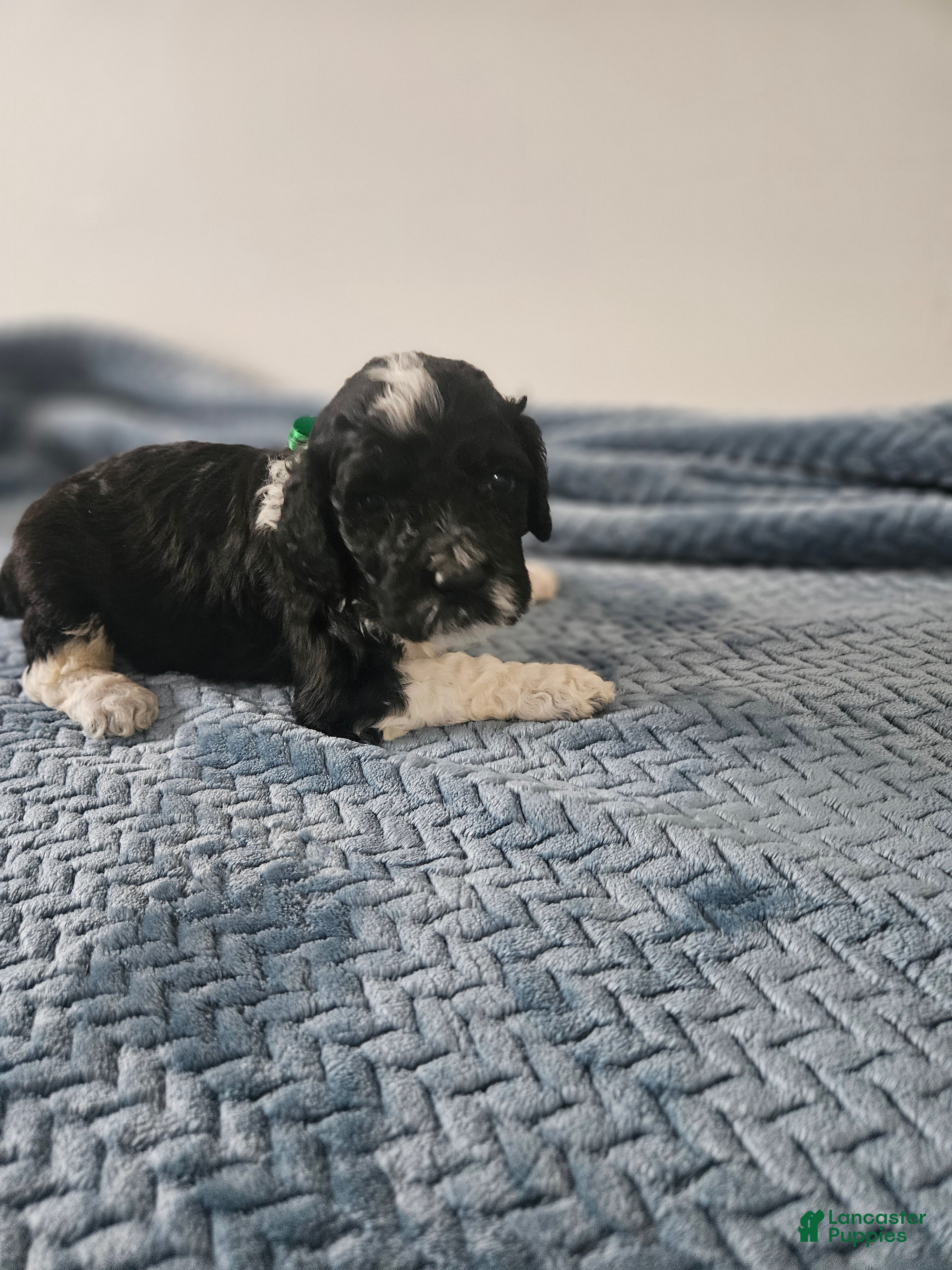 Portuguese Water Dog dogs Bo - Ad 12