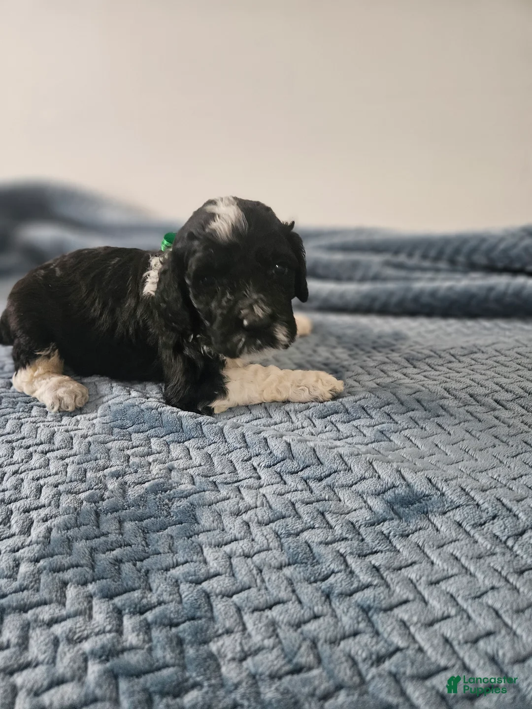 Portuguese Water Dog dogs for sale: Bo - Ad 1