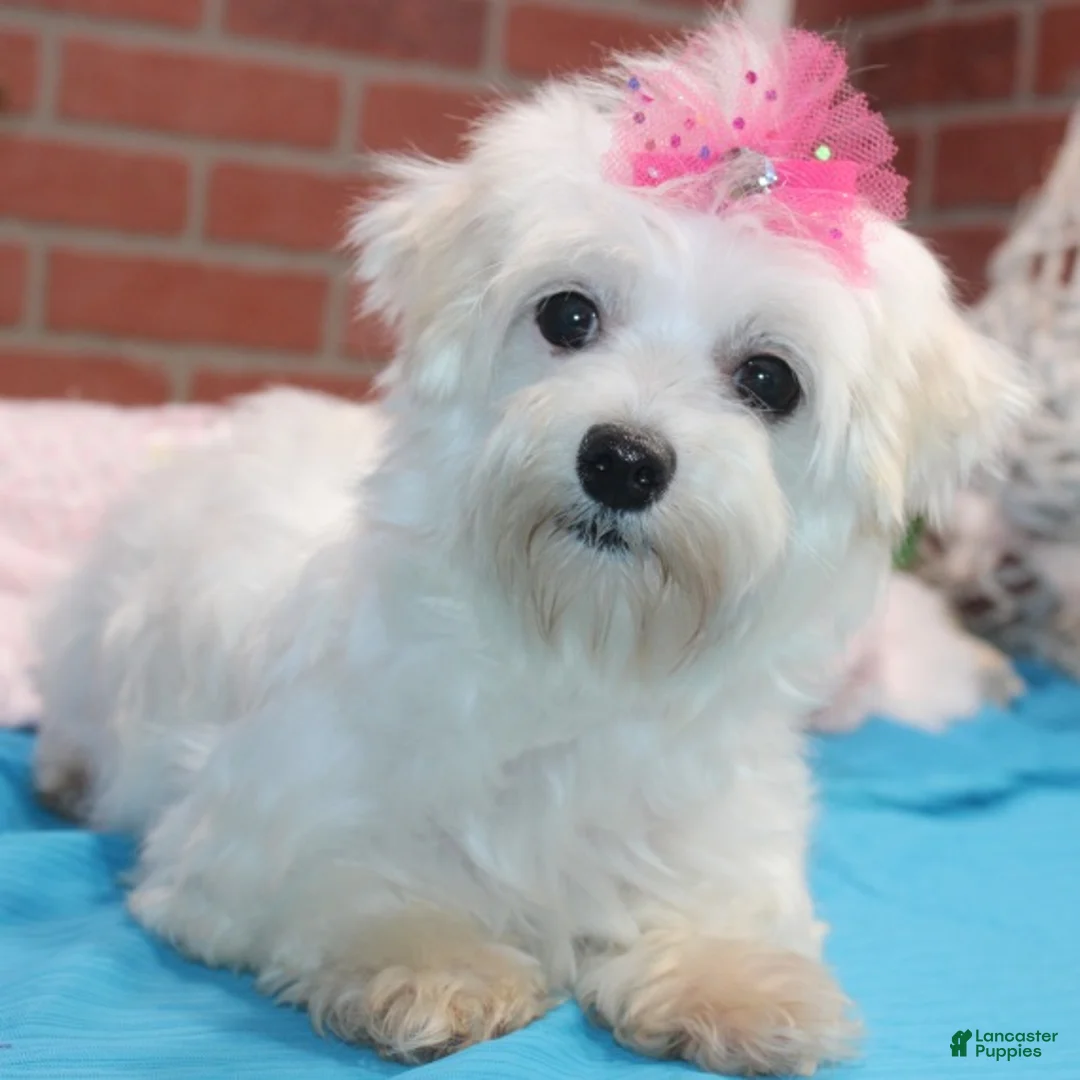 Morkie dogs for sale: JOVI - Ad 4