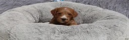 Mini Goldendoodle dogs for sale: Manny 💙 GenClearParents - Ad 4