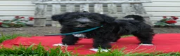 Schnoodle dogs for sale: Bella   - Ad 4