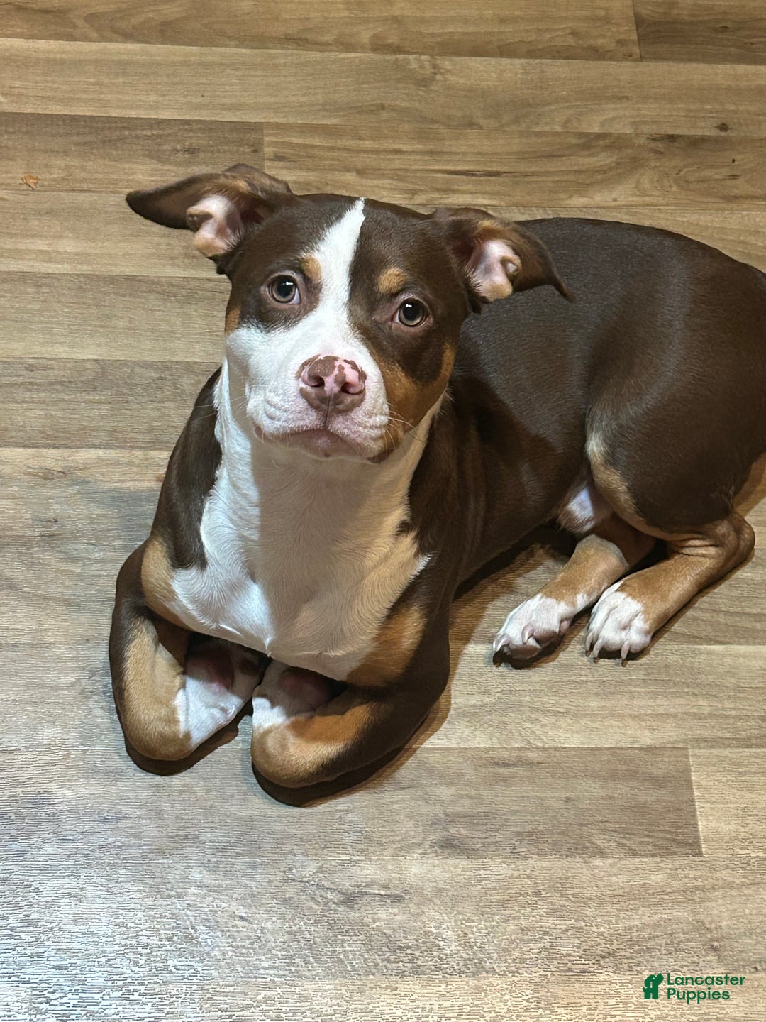 American Pit Bull Terrier dogs for sale: American Pit Bull Terrier Puppy 1 - Ad 6