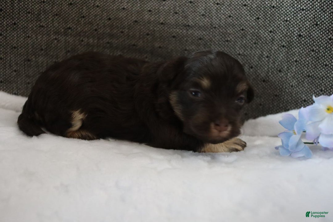 Havanese dogs for sale: Hershey Kiss - Ad 9