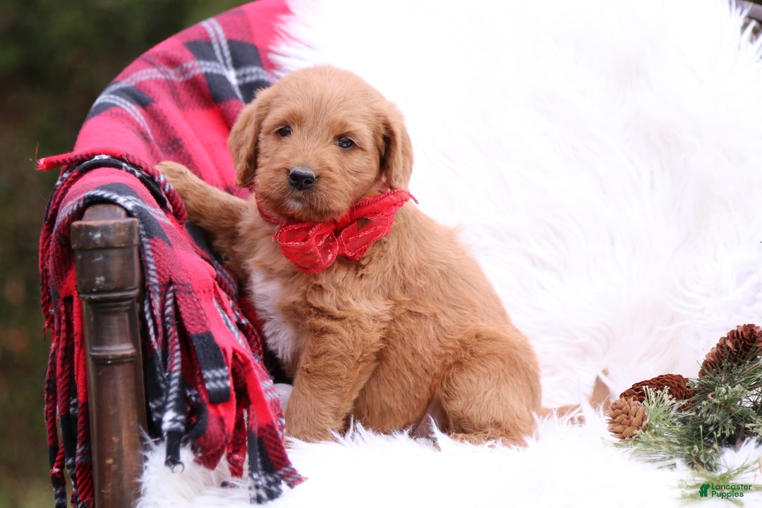 Labradoodle dogs for sale: Cinnamon - Ad 2