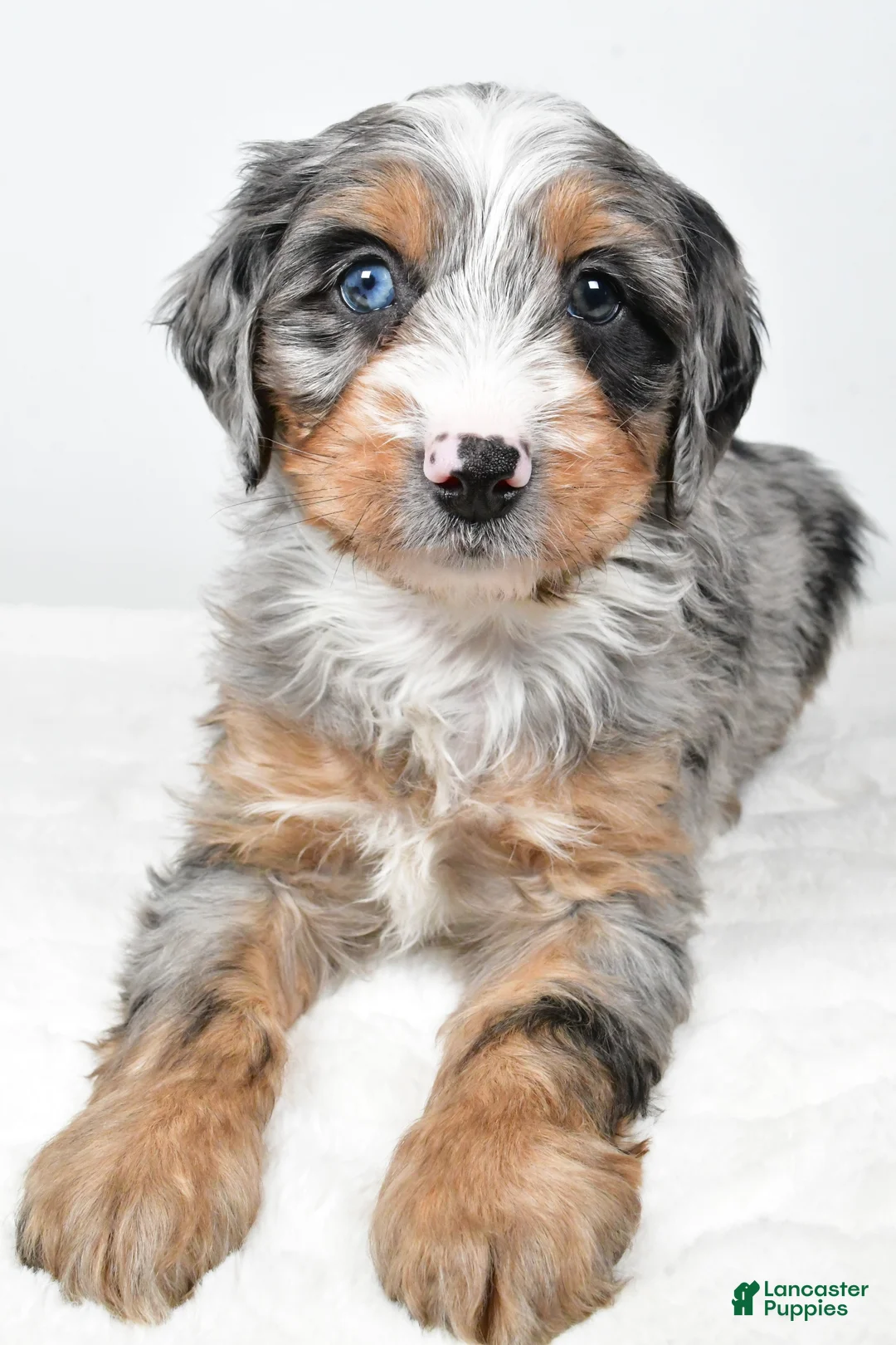 Mixed Breed dogs for sale: Thomas - Ad 11