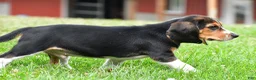 Beagle dogs for sale: Sammy - Ad 10
