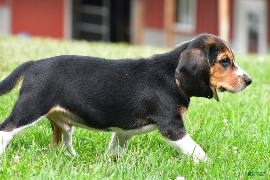 Beagle dogs for sale: Sammy - Ad 10