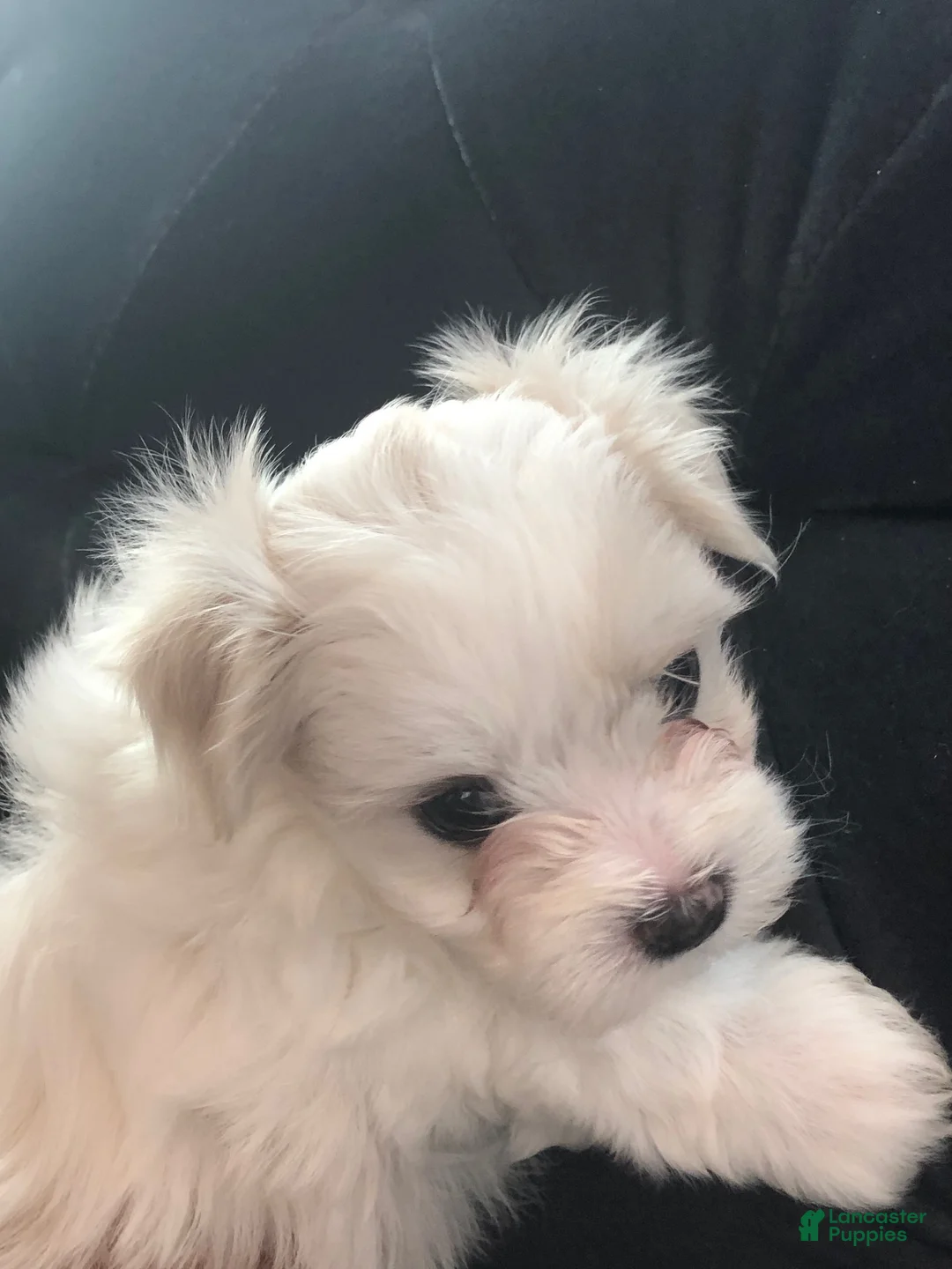 Maltese dogs for sale: Robby - Ad 2