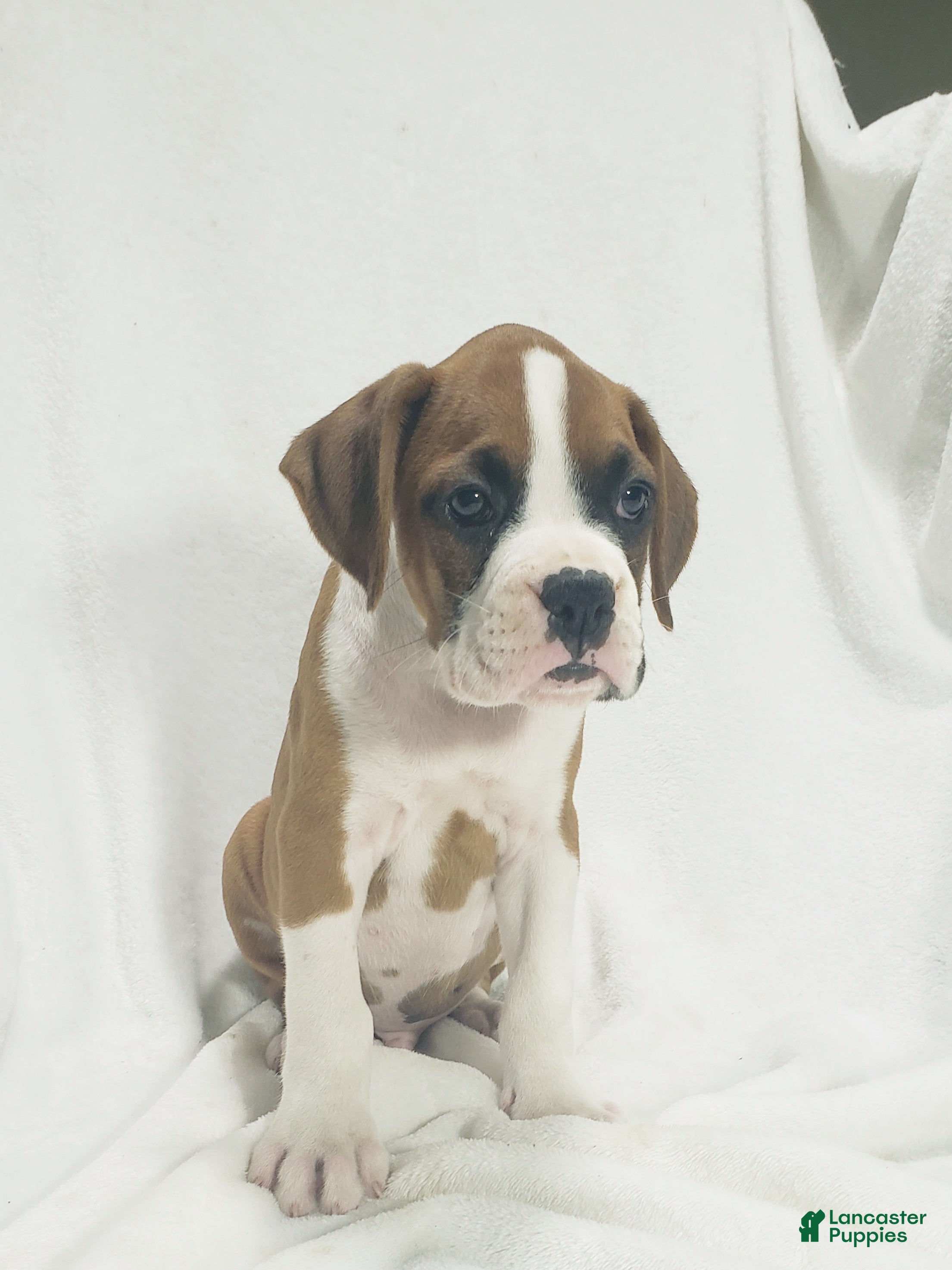 Boxer dogs Deisel  - Ad 2
