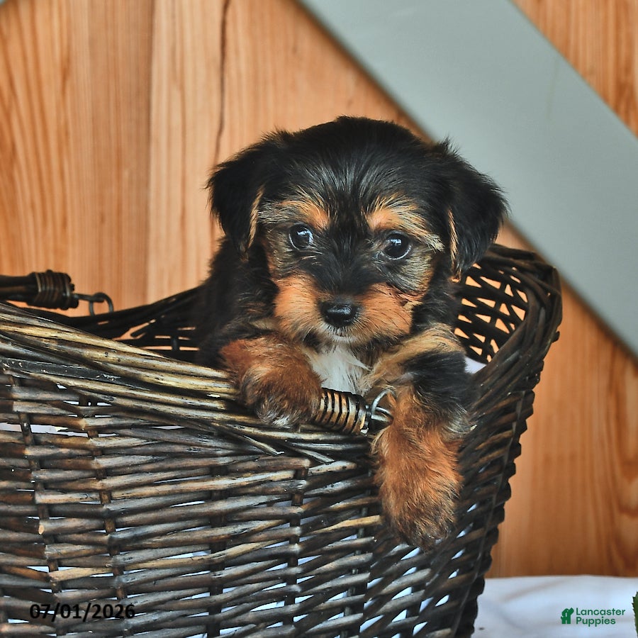 Mixed Breed dogs Ryanne - Ad 2