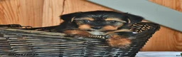 Mixed Breed dogs for sale: Ryanne - Ad 2