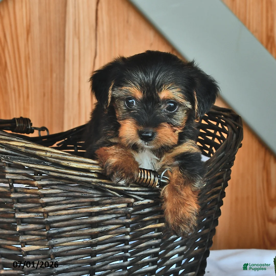 Mixed Breed dogs for sale: Ryanne - Ad 2