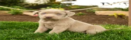 Labrador Retriever dogs for sale: Ghost  - Ad 3