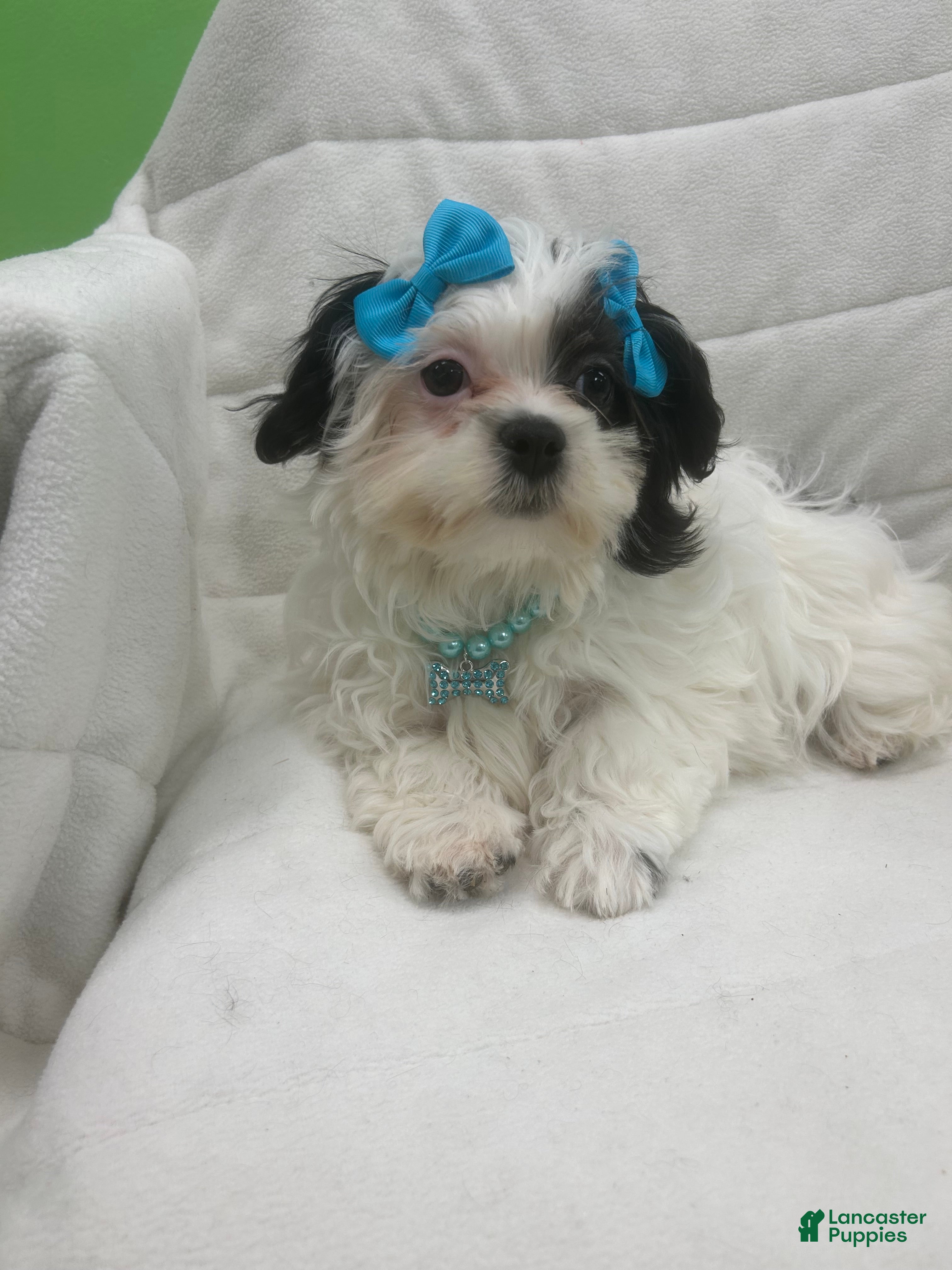 Malshi dogs Malshi Puppy 1 - Ad 6