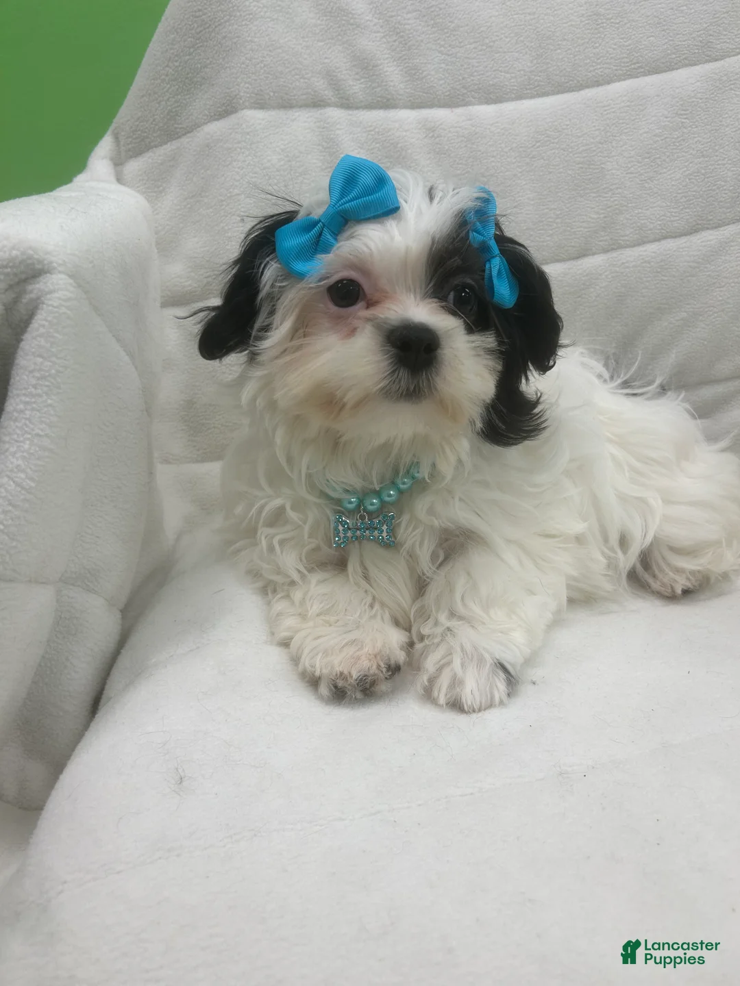 Malshi dogs for sale: Malshi Puppy 1 - Ad 1