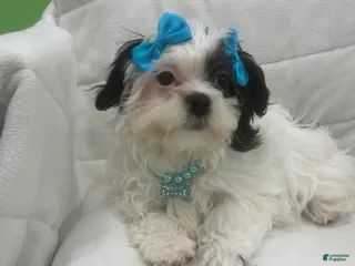 Malshi dogs Malshi Puppy 1 - Ad 6